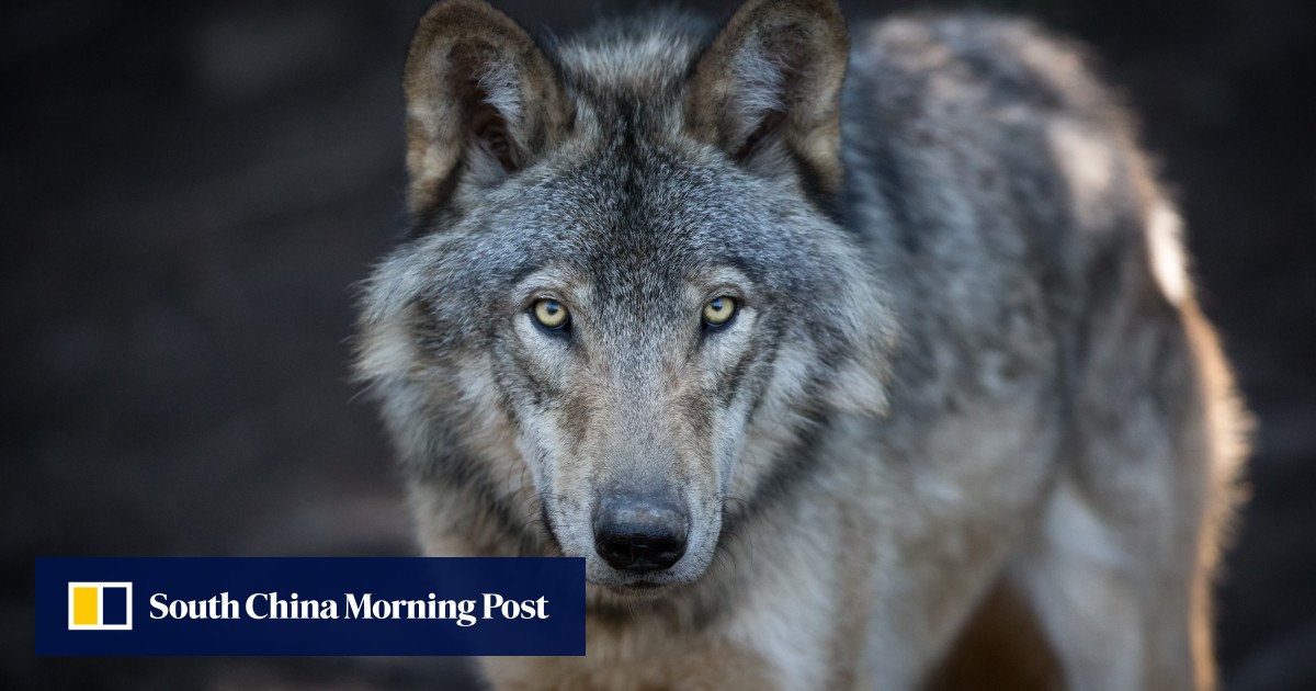 Wolf rips open tent and tries to drag US camper Matthew Rispoli away in ...