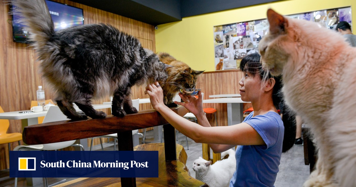 The Taipei Cat Cafe That S Been Winning Over City S Dog Lovers For