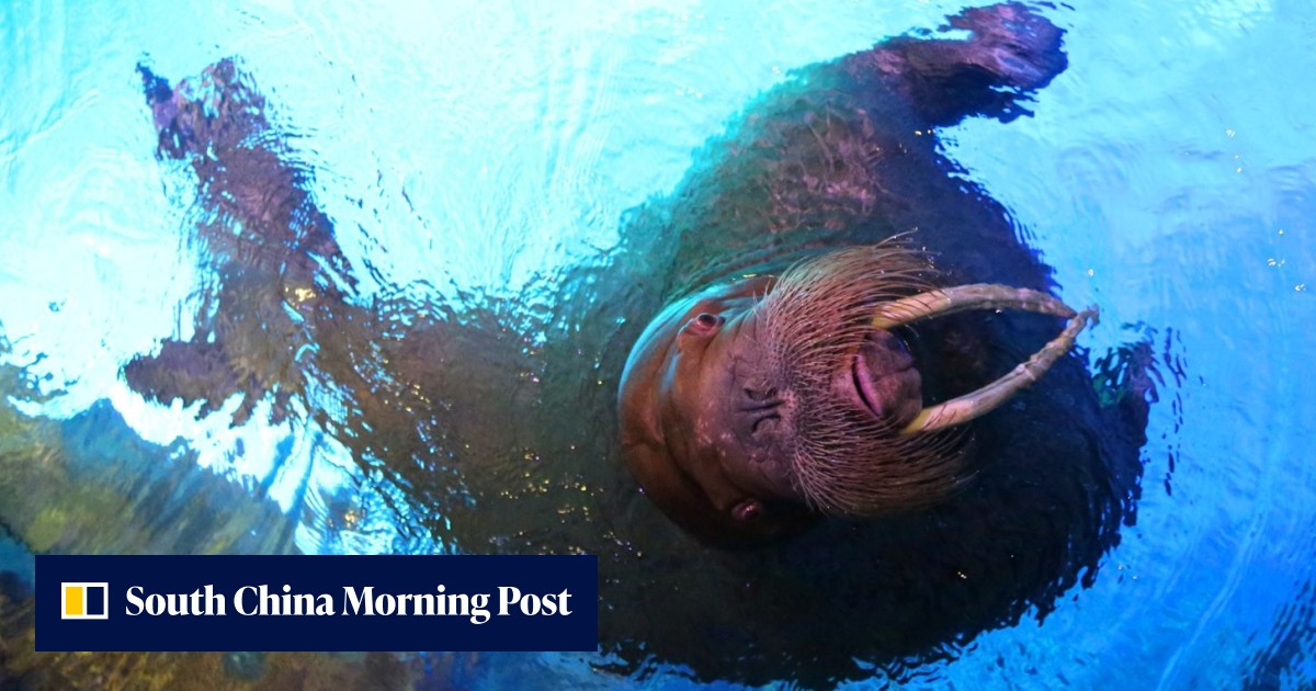 Walrus attacks and sinks Russian Navy boat in Arctic Ocean | South ...