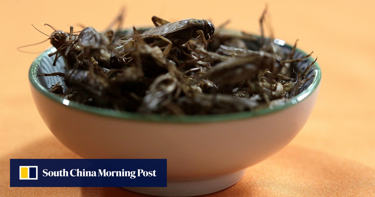 ‘Like potato chips’ he feeds his family ants, crickets and cockroaches