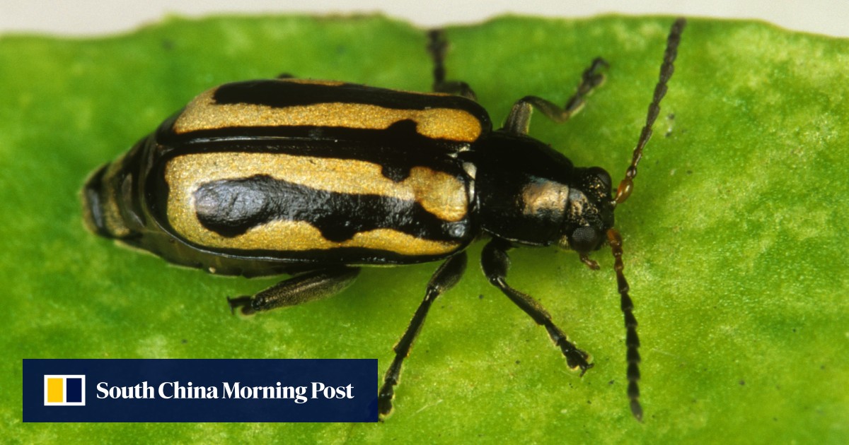 The beetle army pushing back against a massive plant invasion - South China Morning Post