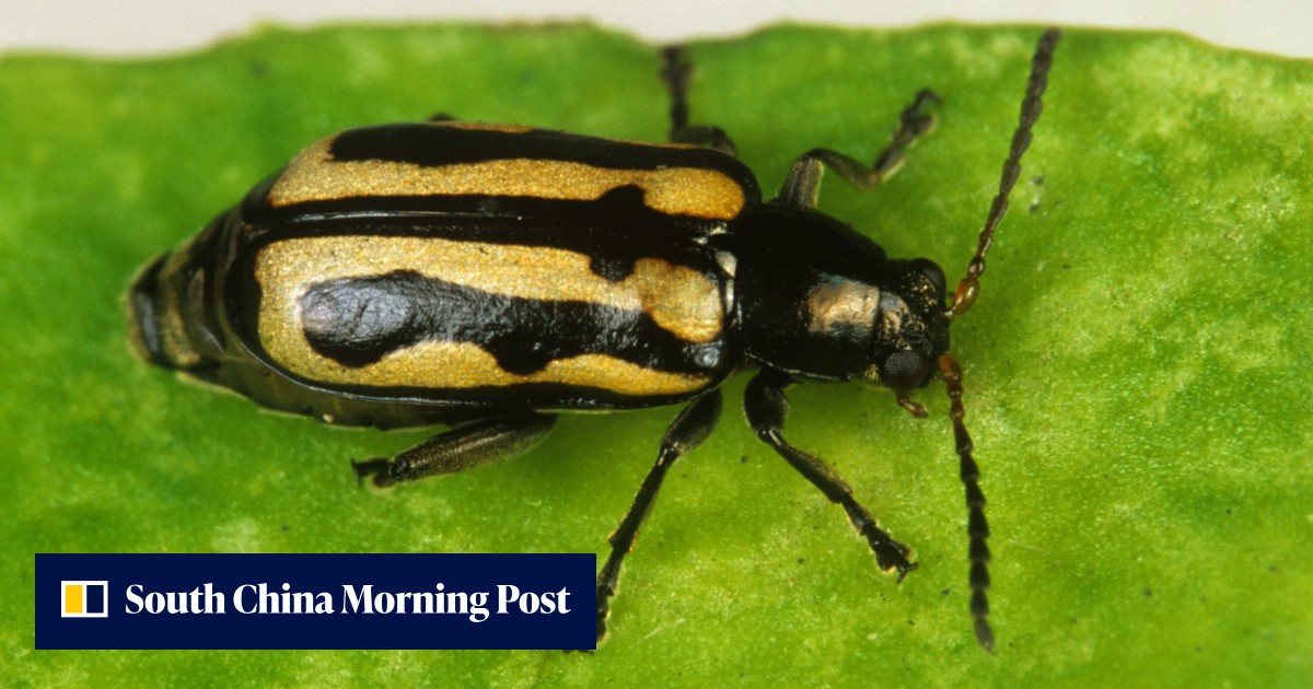 How China is breeding a beetle army to defend the Three Gorges Dam from ...