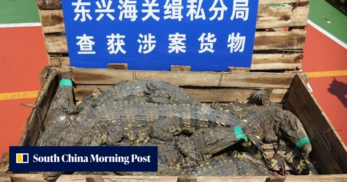 Chinese customs officers rescue 806 Siamese crocodiles, 2,735 macaques ...