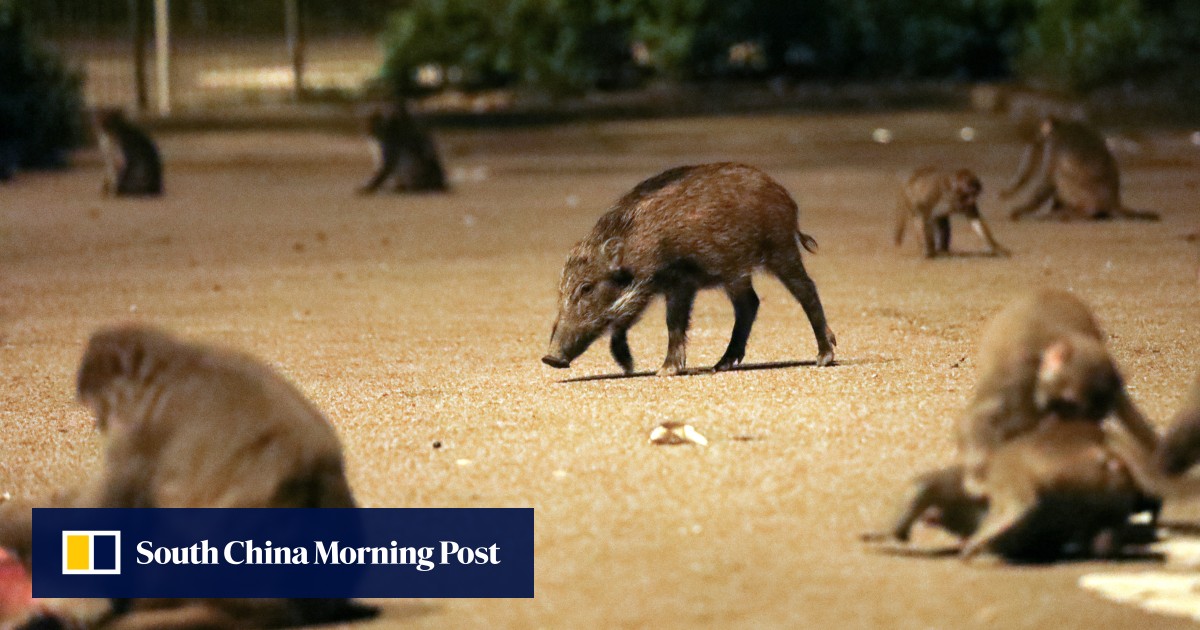Hong Kong rolls out new trash cans to stop binraiding wild boars and monkeys on the city fringe