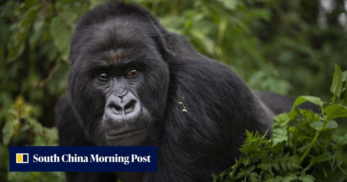 How a community approach to gorilla conservation benefits apes and ...