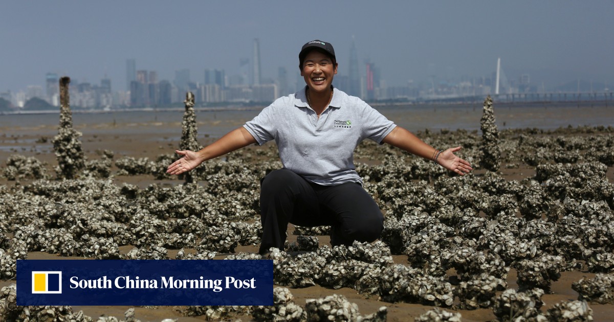 Hong Kong oysters served up as natural defence against flooding caused