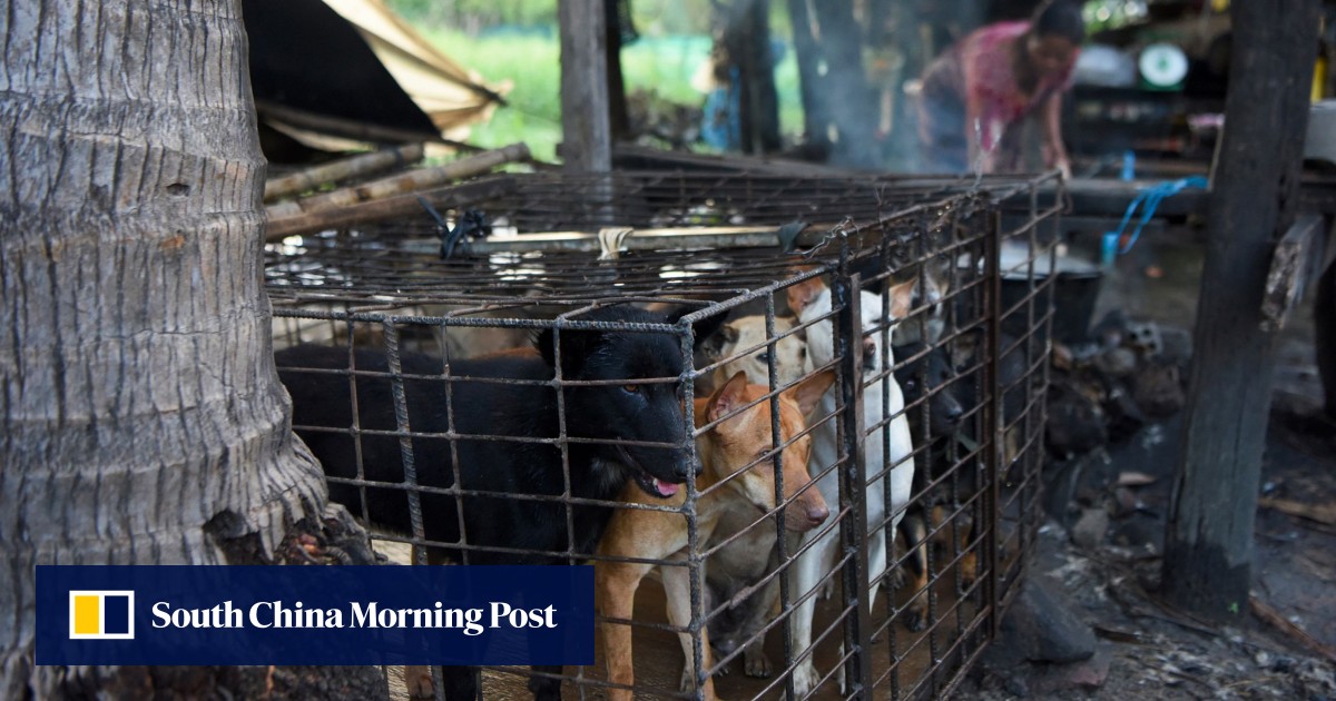 Strangled, stabbed, drowned: inside Cambodia’s brutal dog meat trade - South China Morning Post
