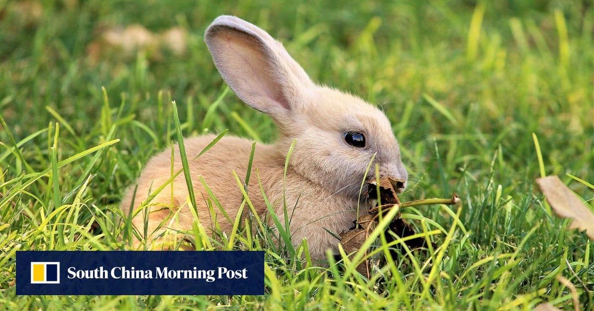 Chinese man, 55, contracts bubonic plague after eating wild rabbit