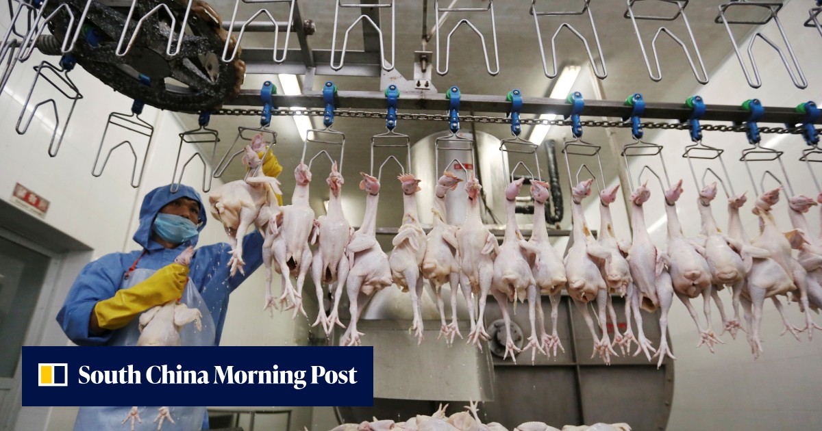 Porcinity Rising China’s rising prices, driven by pork crisis, leaving a bad taste in ...