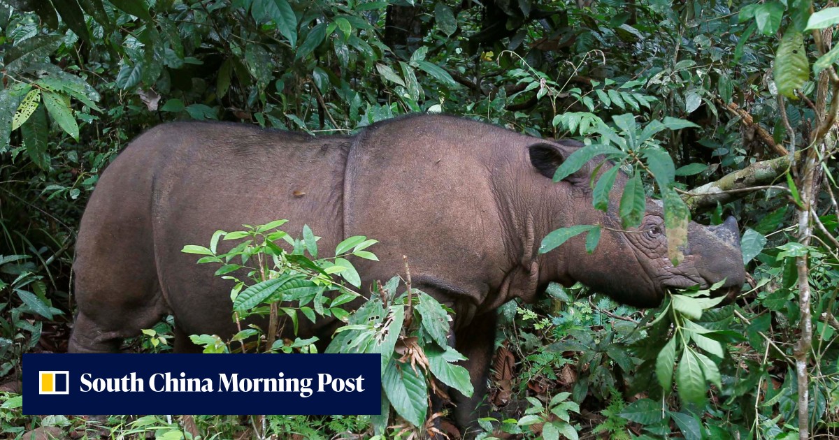 Kertam The Sumatran rhinoceros has become extinct in Malaysia | South China ...