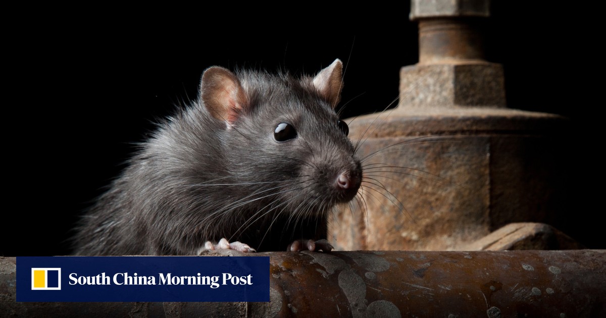 China reports fourth plague case as herder diagnosed with bubonic strain
