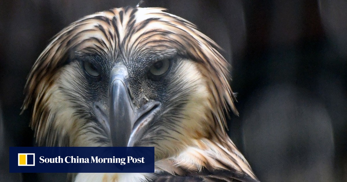 Singapore shows off two endangered eagles loaned from Philippines - South China Morning Post