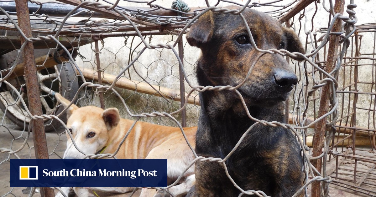 Indonesian province ‘bans dog meat’, saying ‘beef and chicken taste better’ - South China Morning Post