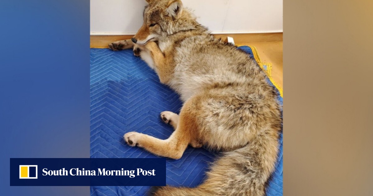 Canadian driver thinks he put an injured dog in his back seat; it was a coyote