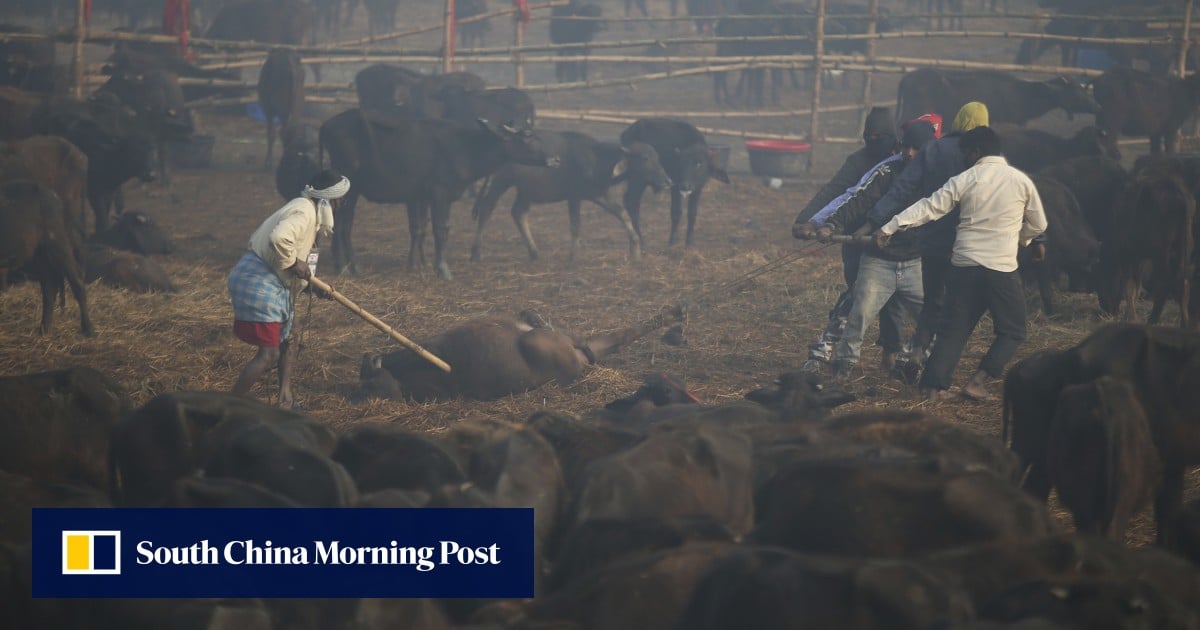 Gadhimai Festival: In Nepal, thousands of animals sacrificed despite ...