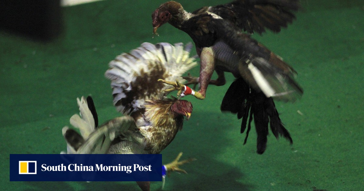 puerto-rico-heads-for-showdown-with-us-over-cockfighting-ban-south