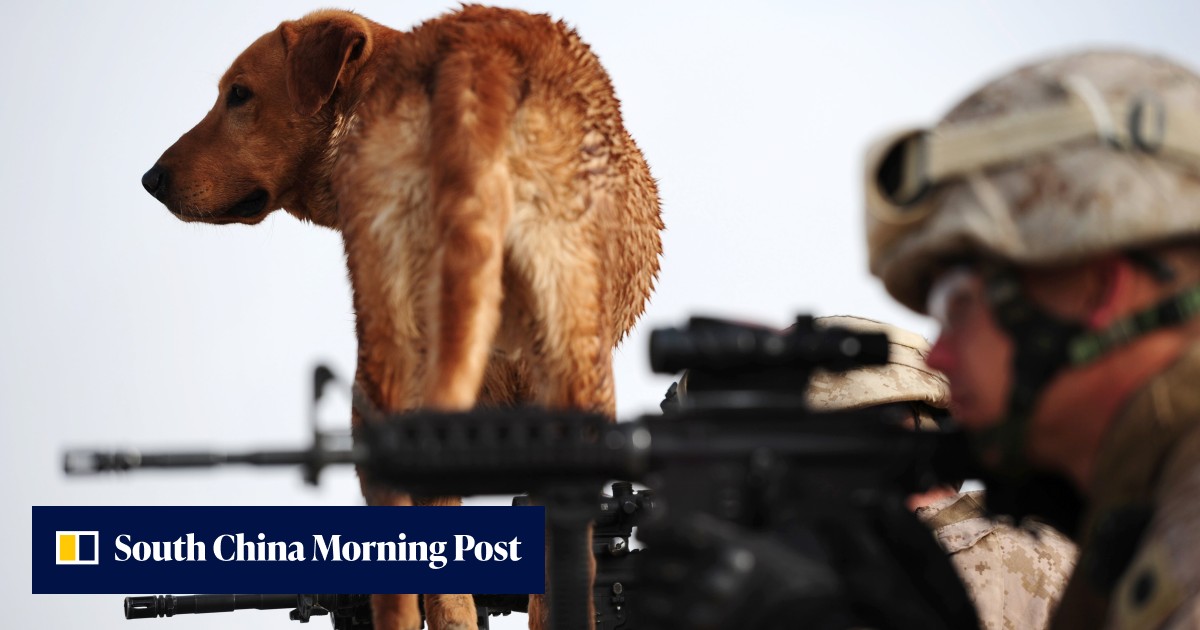 US stops sending bomb-sniffing dogs to Jordan and Egypt as 7 die ...