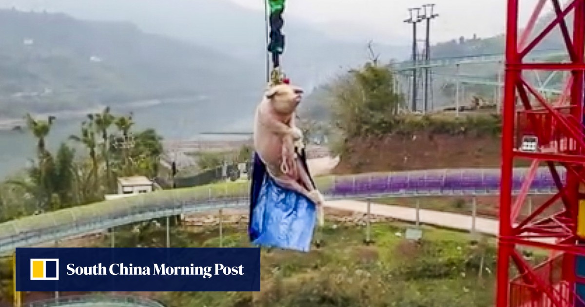 Chinese theme park’s bungee-jumping pig stunt sparks anger online
