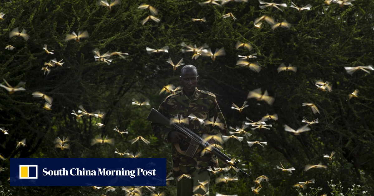 Plague fears as massive Africa locust outbreak spreads