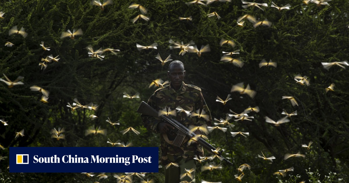 Locust Outbreak Plague fears as massive East Africa locust outbreak spreads | South ...