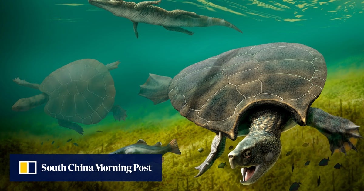 Car-sized prehistoric South American turtle was built for battle ...