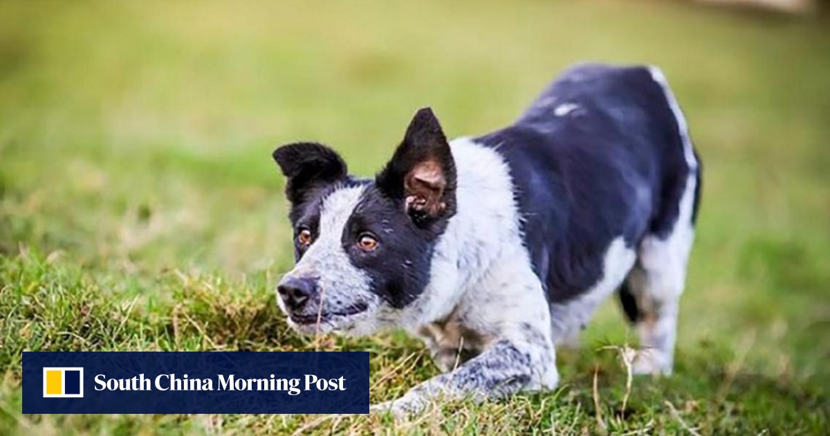 border collie cattle
