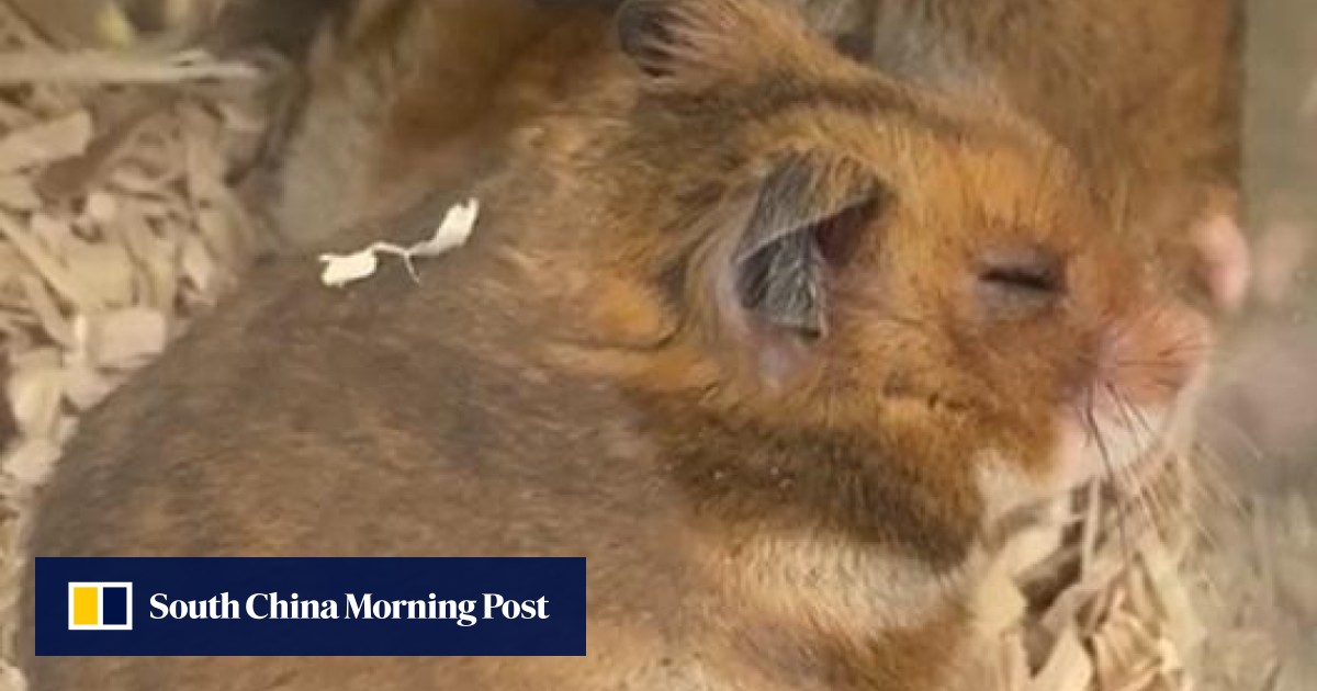 Coronavirus hamsters may show path toward reducing viral load in Covid
