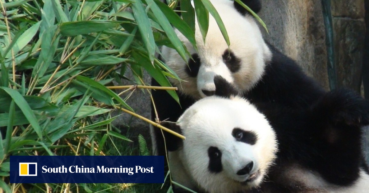 Giant pandas Ying Ying and Le Le mate for the first time at Hong Kong’s