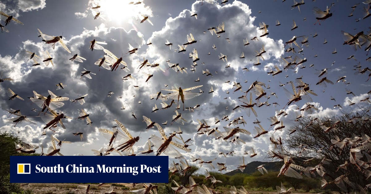 Amid the threat of coronavirus, new swarm of billions of locusts ...