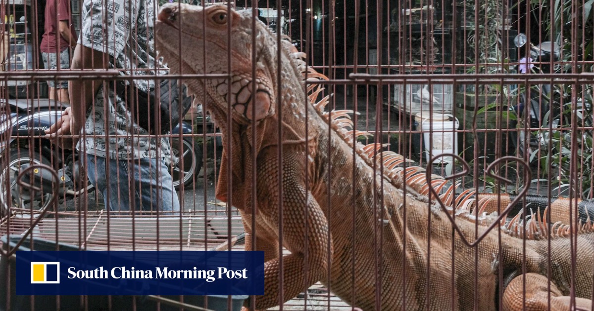 WATCH: Indonesian market sells monkey meat, other exotic animals