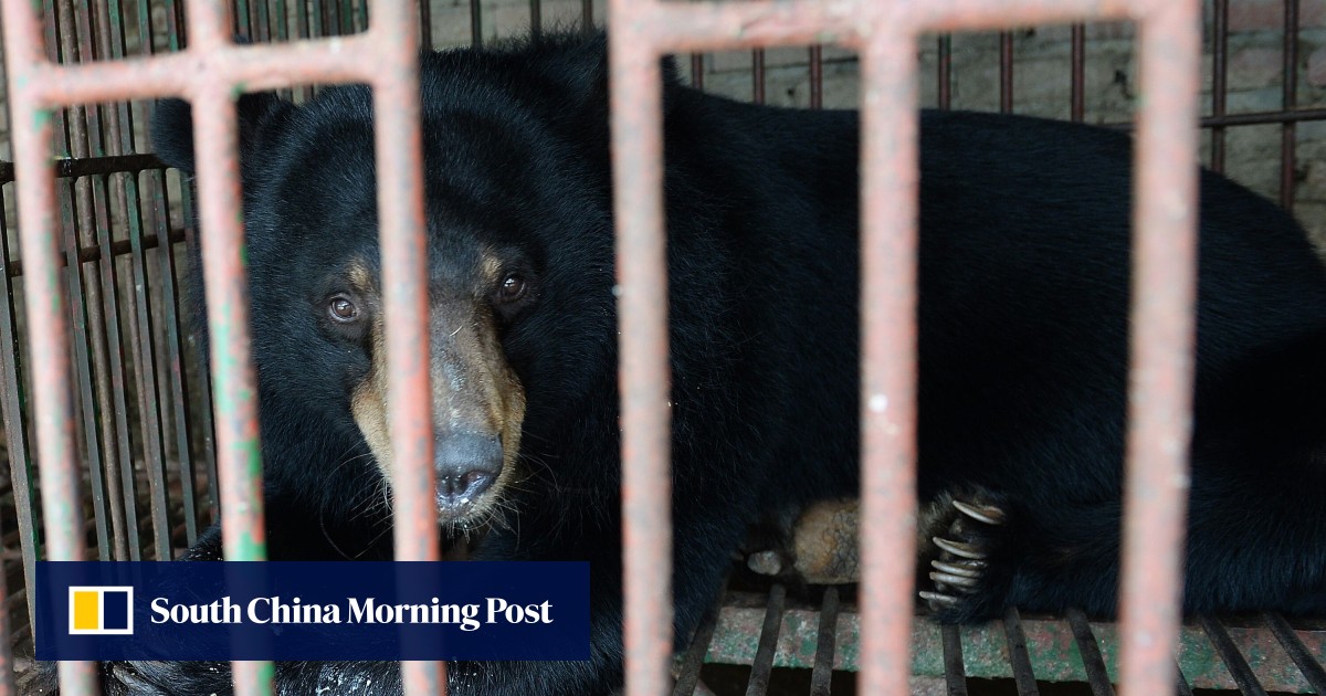 Coronavirus China’s bear bile ‘treatment’ for Covid19 alarms wildlife groups South China