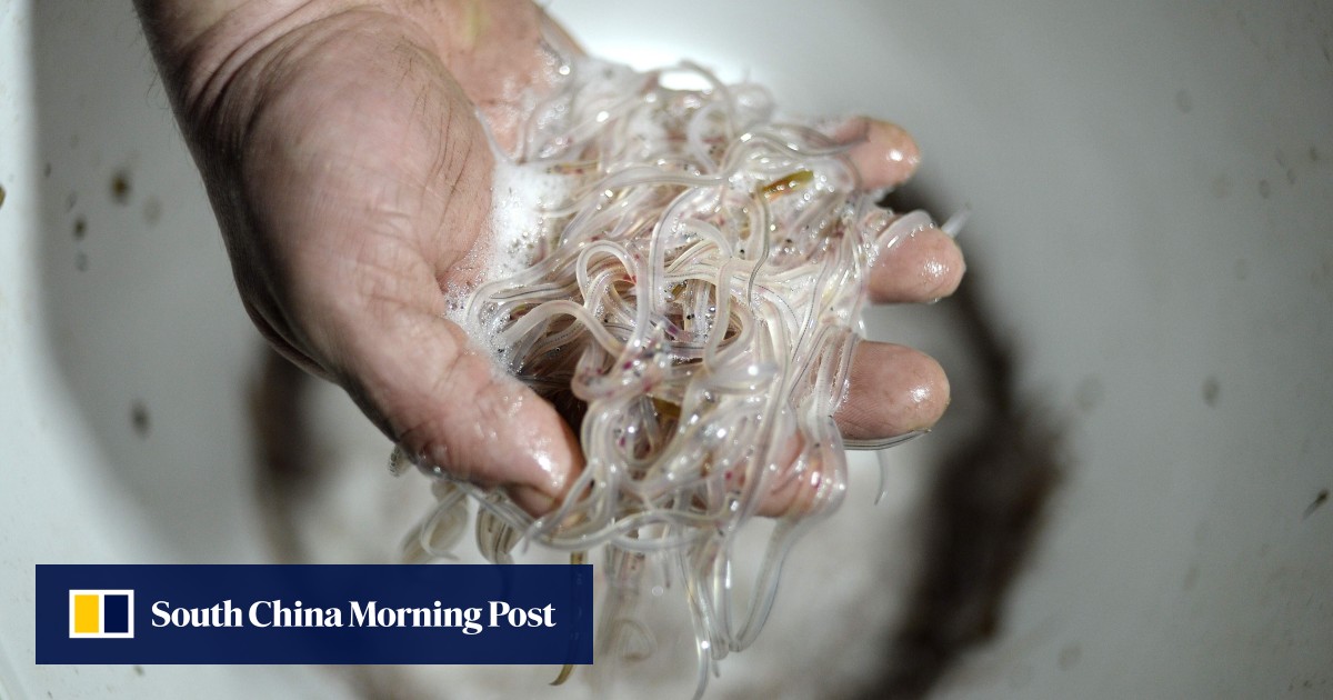 ‘One of world’s biggest wildlife crimes’ glass eel smuggling and how