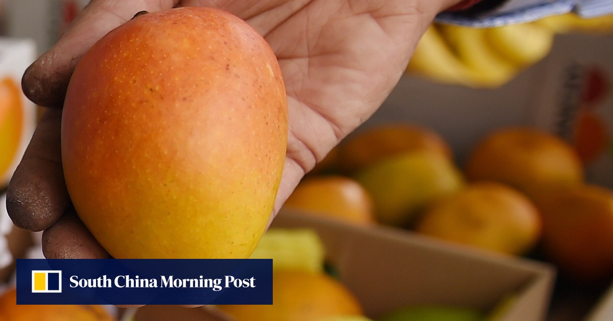 Indians know the Alphonso is the ‘king of mangoes’. If only they could buy some