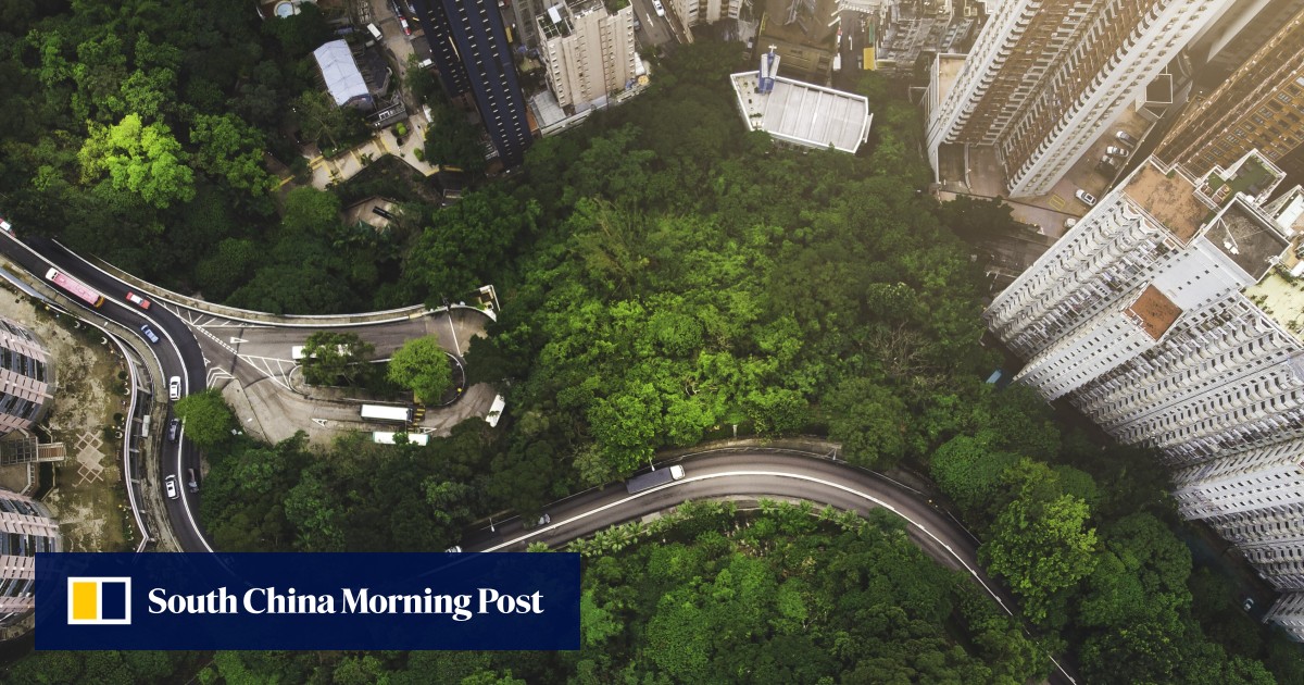 Why Hong Kong needs more trees and what’s preventing it | South China