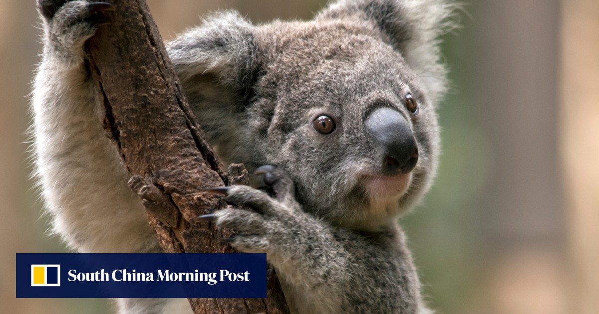 Koalas could go extinct by 2050 in Australia’s New South Wales, inquiry