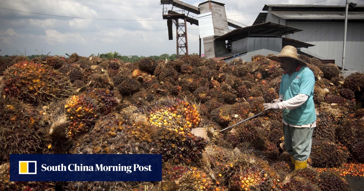 Malaysia's palm oil firm Sime Darby probes allegations of ...