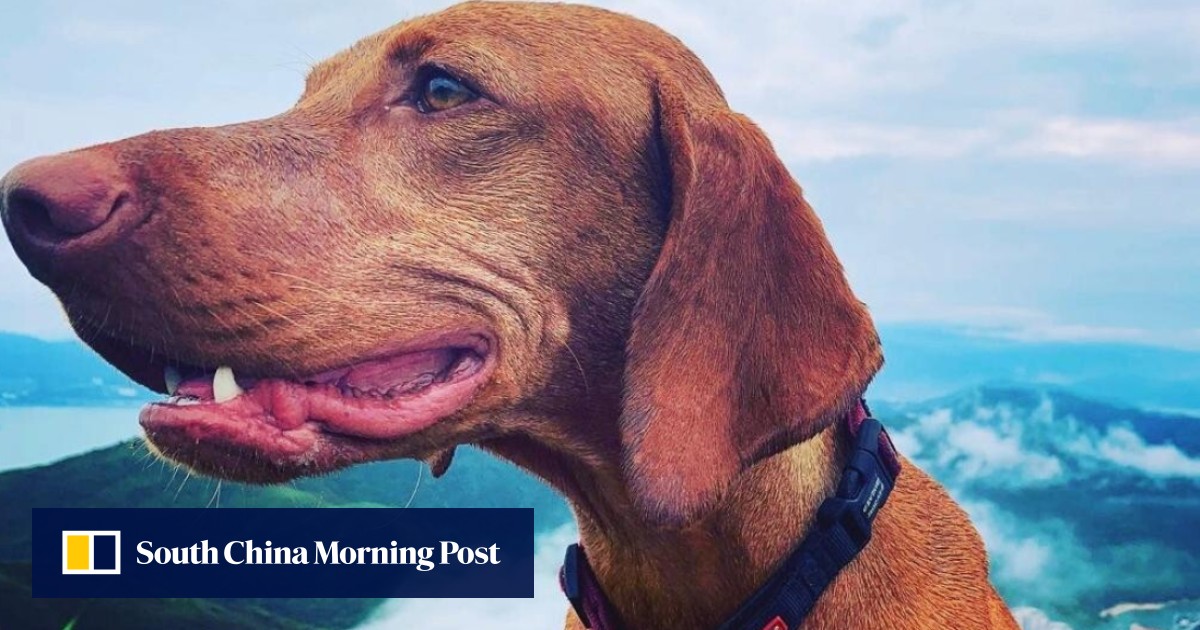 Hong Kong’s trail-running dogs get the best out of their owners | South ...