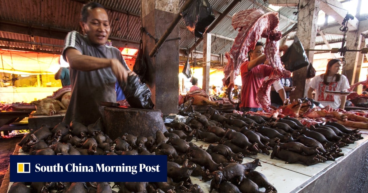 China Raising Rats Coronaviruses are widespread among bats and rats sold for food, study ...