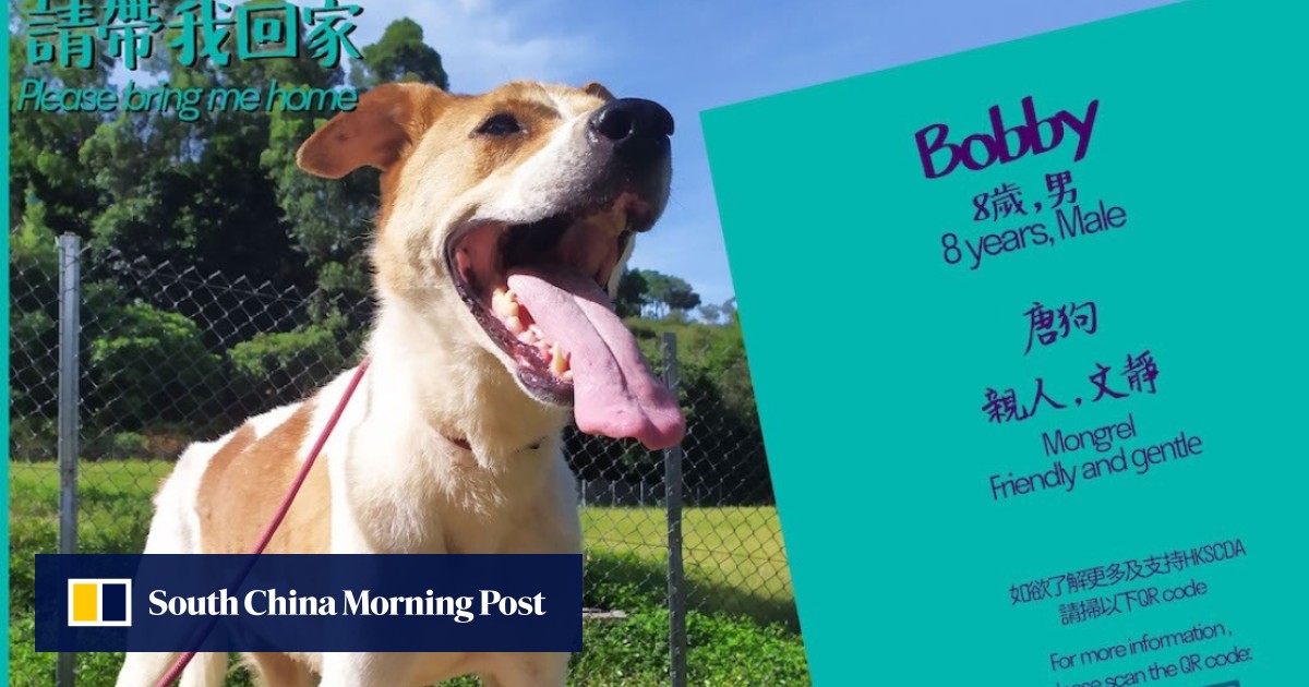 Deliveroo campaigns for pet adoption in Hong Kong how about a dog