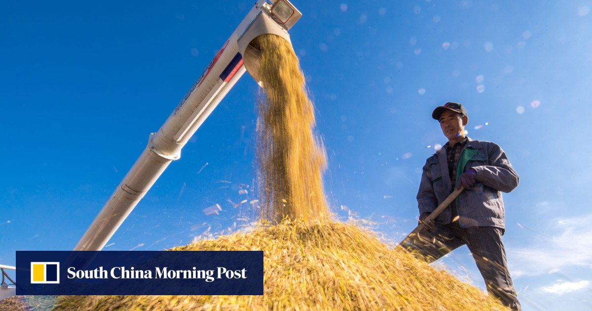 China food security country faces ‘grain supply gap of 130 million