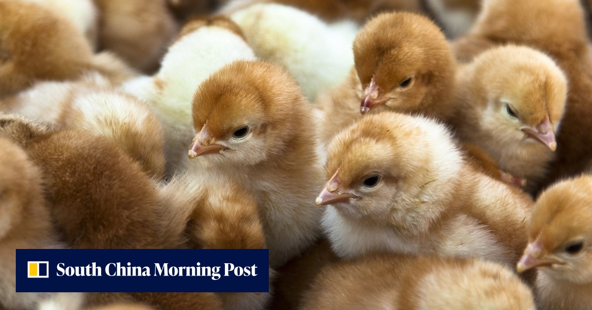 Thousands of baby chicks dying in mail after US Postal Service cuts ...