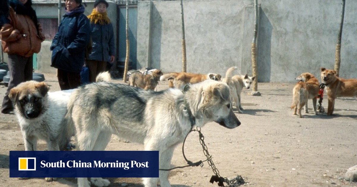 North Koreans eating pet dogs story is of questionable pedigree Russia
