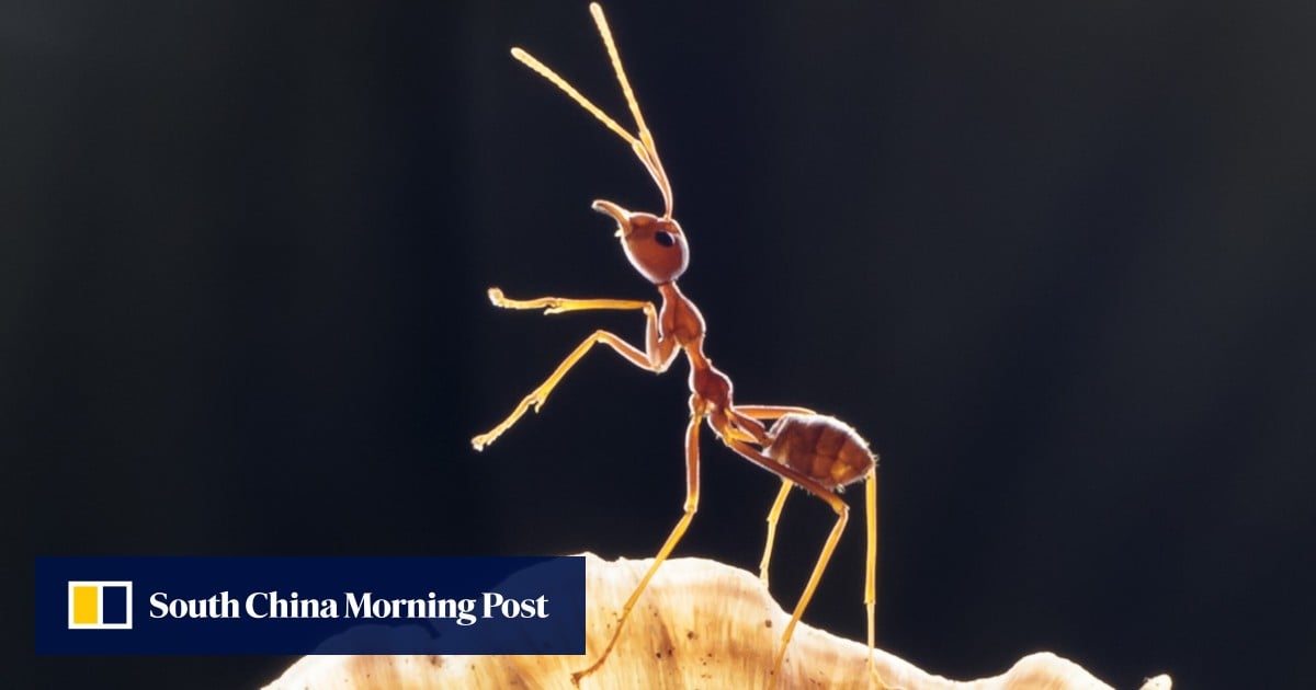Stressed Ant Role-playing as ants to escape stress of Covid-19, millions join ...