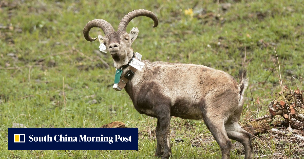Ibex wild goats’ reintroduction in French Pyrenees a success story so ...