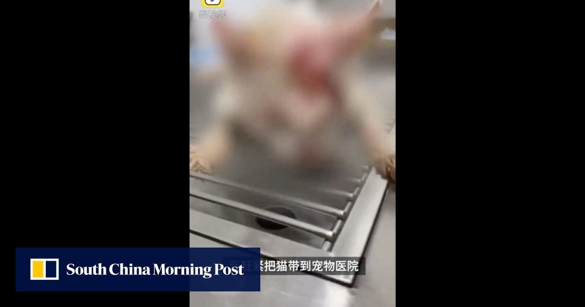 Chinese water shop cat