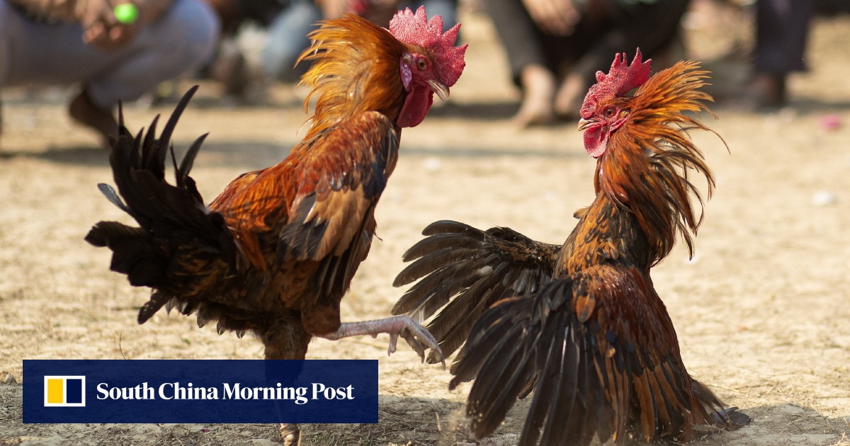 Philippine Policeman Killed By Rooster During Raid On Illegal Cockfight South China Morning Post 