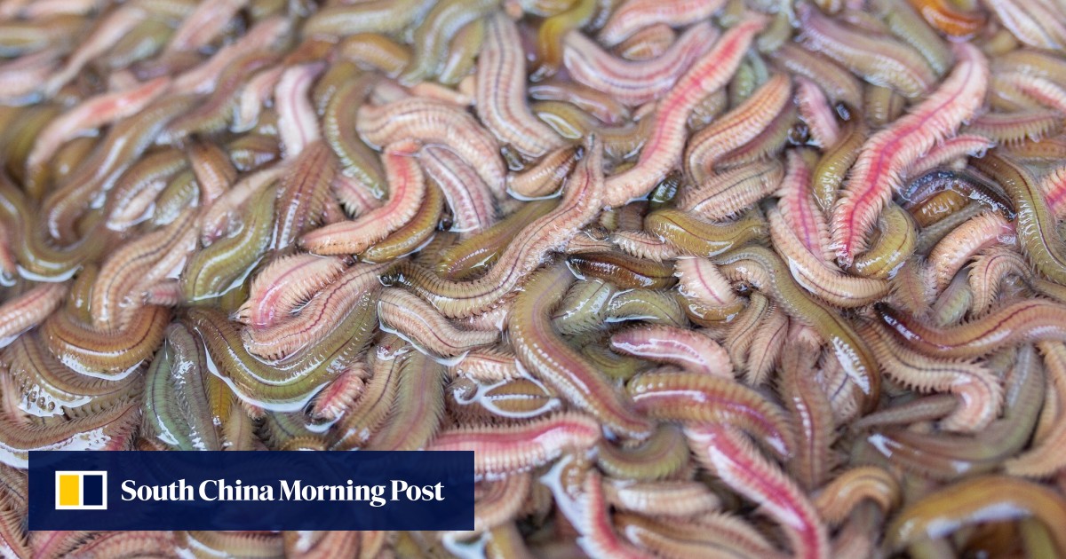 Tastes like caviar worm omelette, a seasonal Vietnamese delicacy