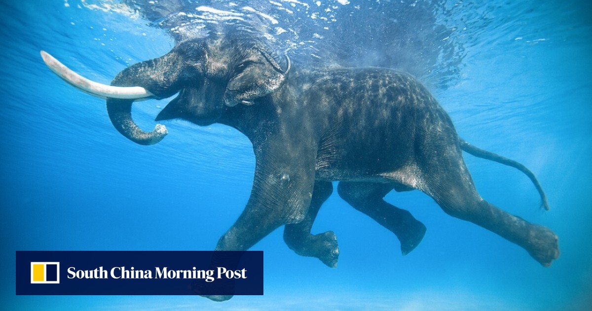 Wildlife Photographs On Sale To Fund Conservation Badly Hit By Pandemic Natgeo Stars And Others Donate Fine Art Prints South China Morning Post
