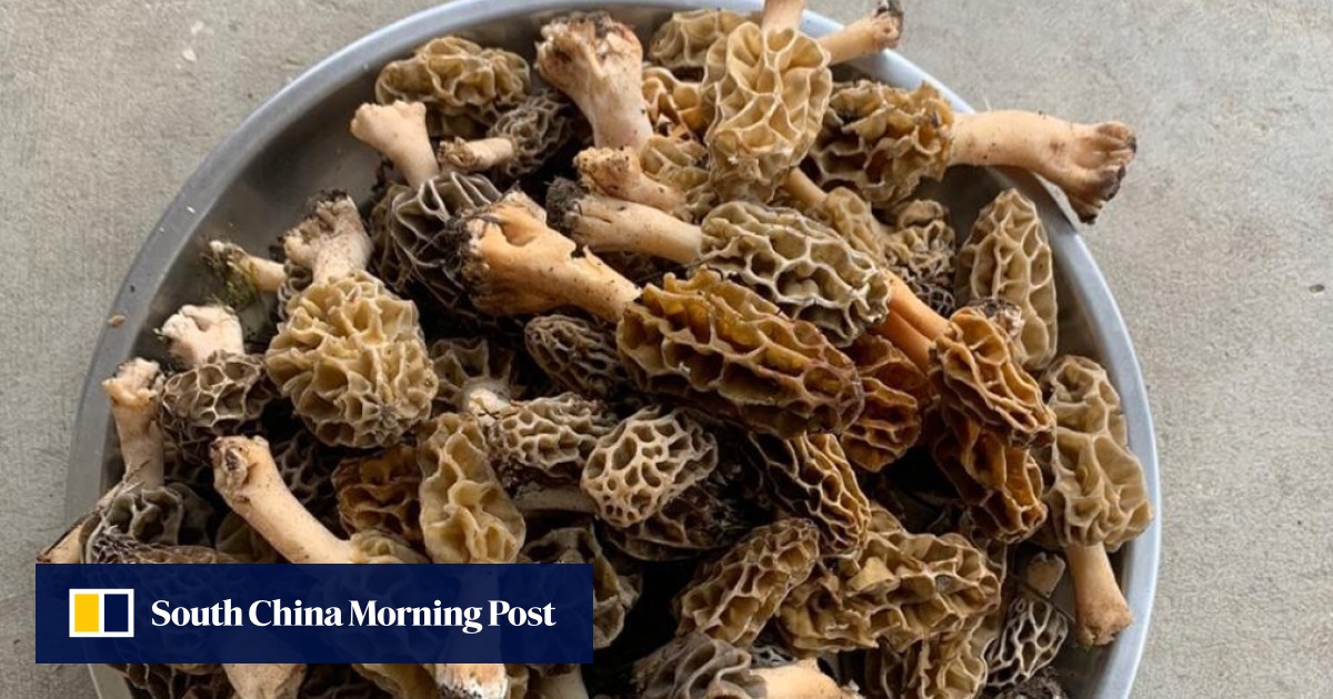 The morel mushroom why gourmets pay US500 a kilo for them, the