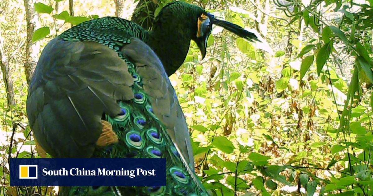 Court reprieve for China’s rare green peafowl but it’s not out of the ...